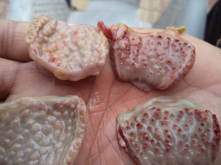 রানিক্ষেত