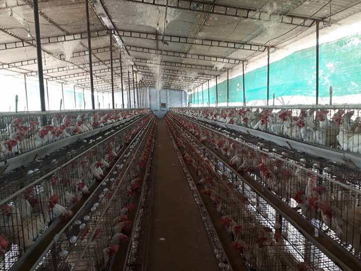 লাইটিং প্রোগ্রাম