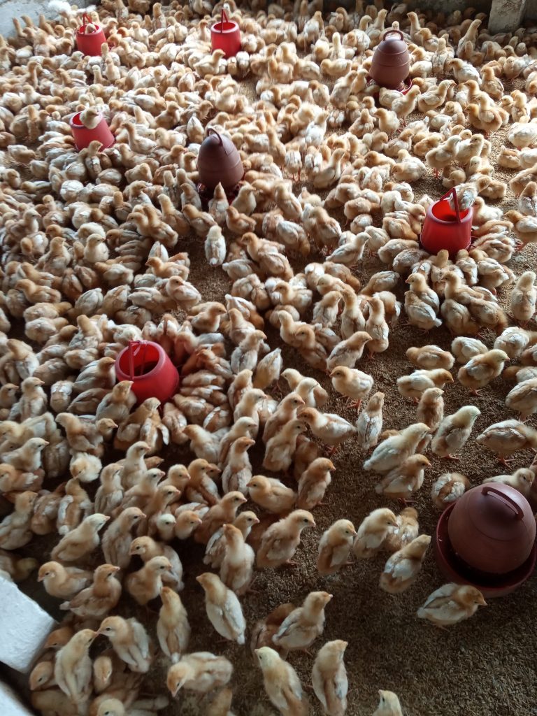 মর্বিডিটি,মর্টালিটি,প্রডাকশন কমার ধরণ