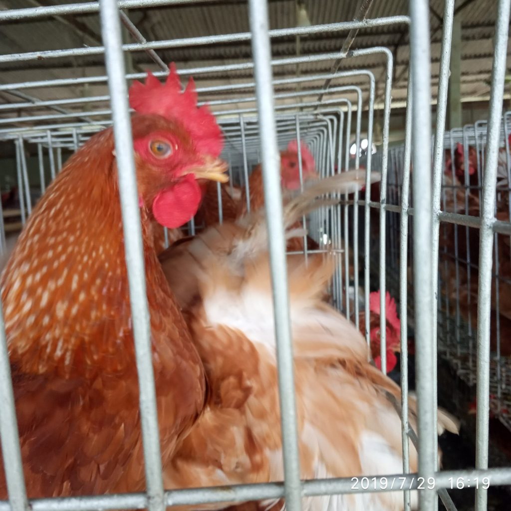 মোড অফ একশন:এনজাইম,এসিডিফায়ার,প্রবায়োটিক,এন্টিমাইকোটক্সিন,কিডনি ও লিভারটনিক,রেস্পিরেটরি,স্টিমোলেন্ট,জীবানোনাশক এবং ভাইরাস.