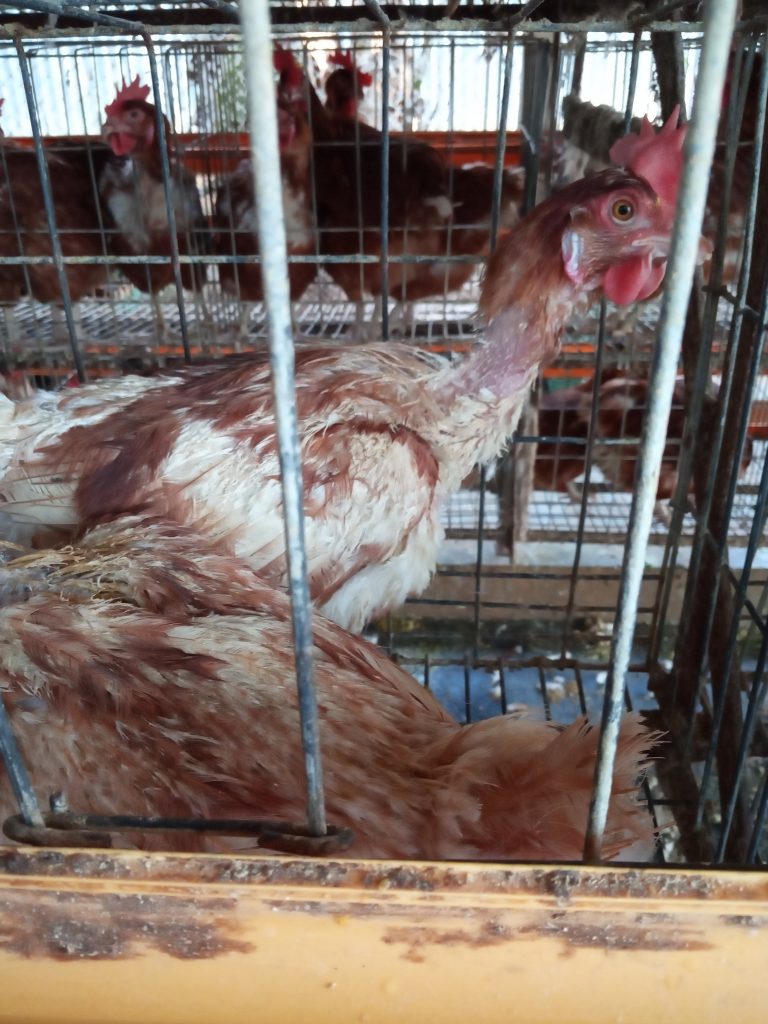 মোল্ট্রিং