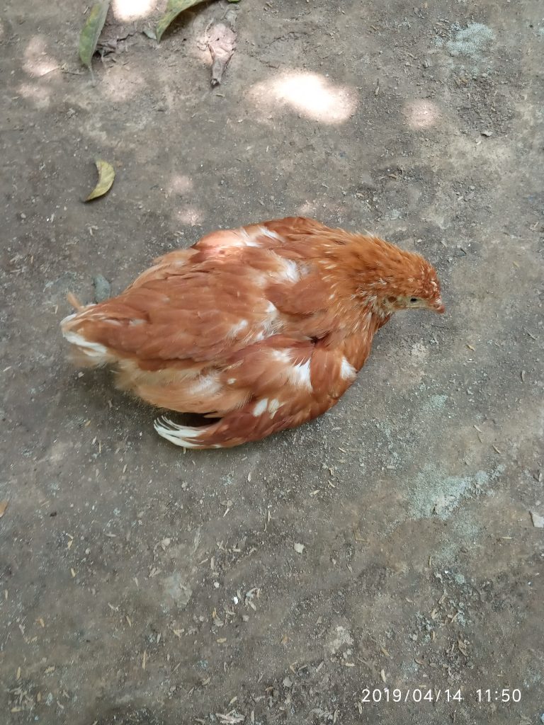 রোগ ব্যাধি