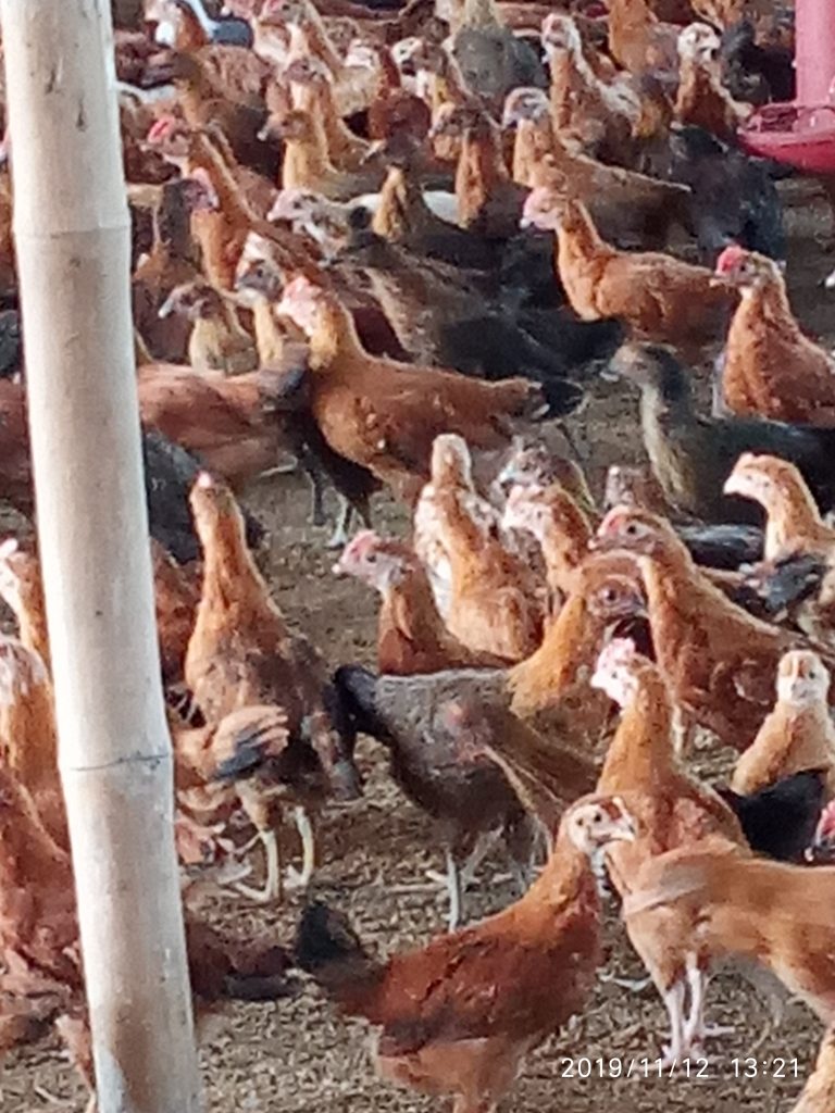 সোনালী পালন