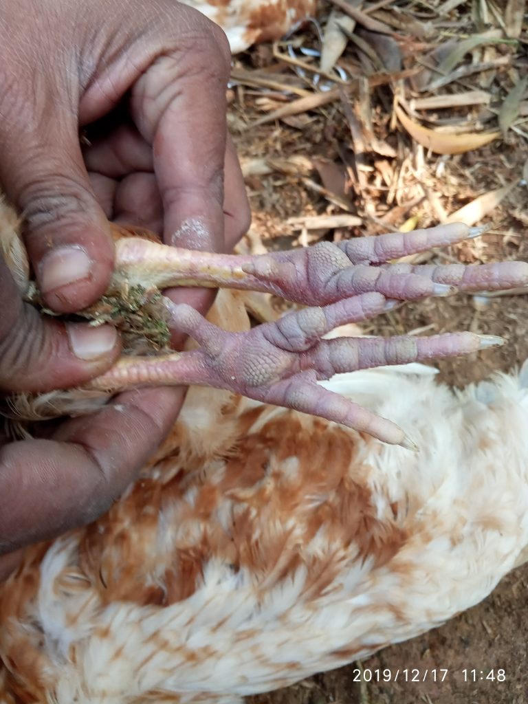 এভিয়ান ইনফ্লুয়েঞ্জা