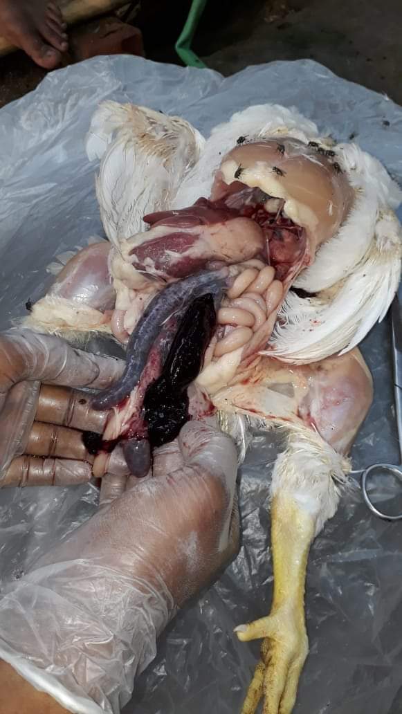 à¦à¦à§à¦¸à¦¿à¦¡à¦¿à¦à¦¸à¦¿à¦¸