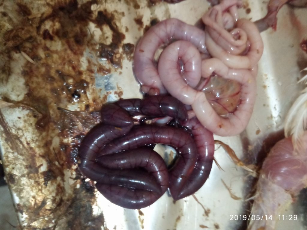 কক্সিডিওসিস(Coccodiosis)