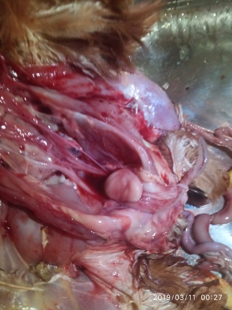 লিউকোসিস