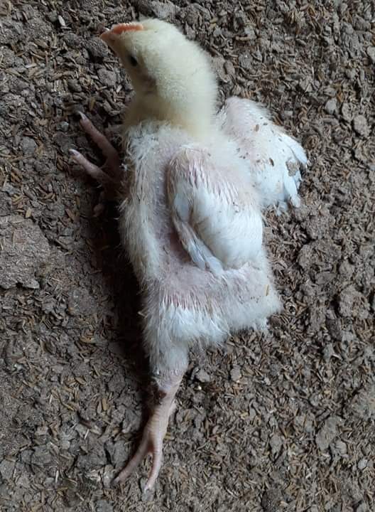 এভিয়ান এন্সেফালোমাইলাইটিস