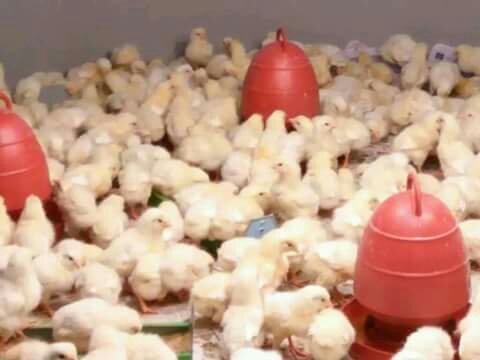 ব্রয়লার,লেয়ার ও সোনালীর জাত এবং কোম্পানী