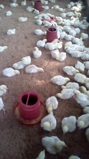 ইনফেকশাস এনিমিয়া