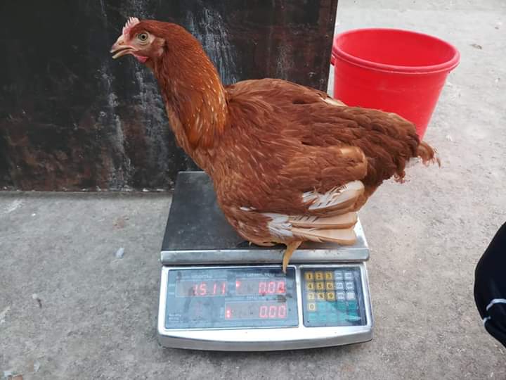 এন্টিবায়োটিক স