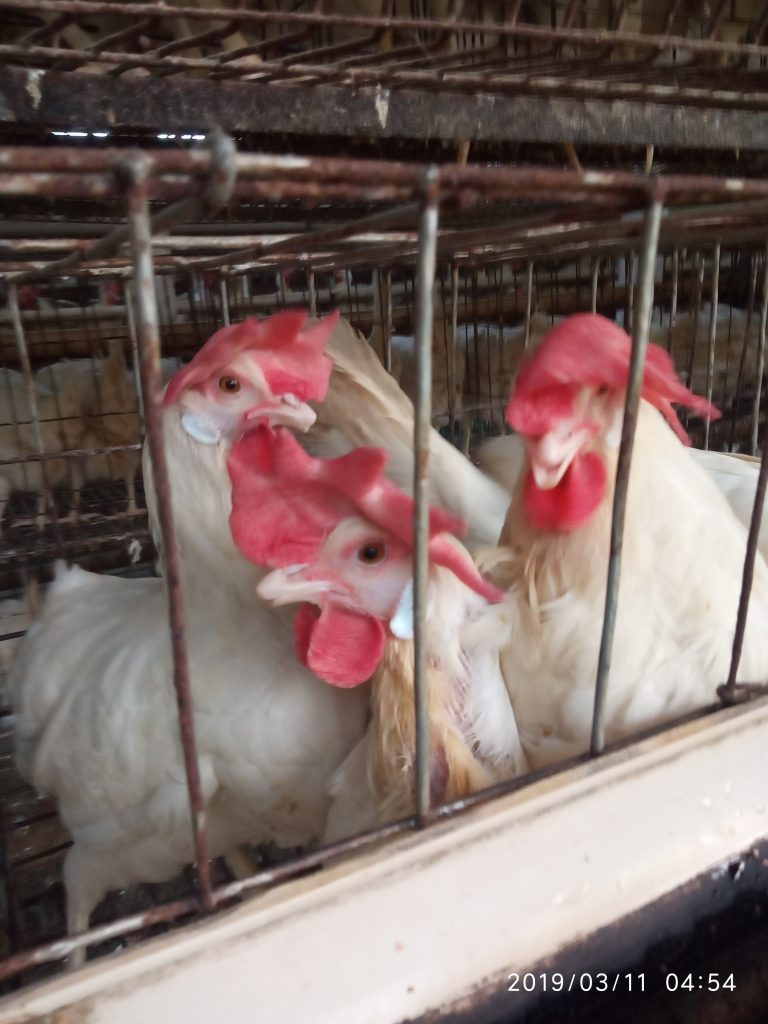 বিভিন্ন কোম্পানীর ইমোনোস্টিমোলেটর ও কিডনিটনিক,লিভারটনিক এবং অন্যান্য