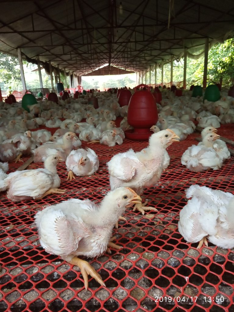 মুরগিতে ধকল