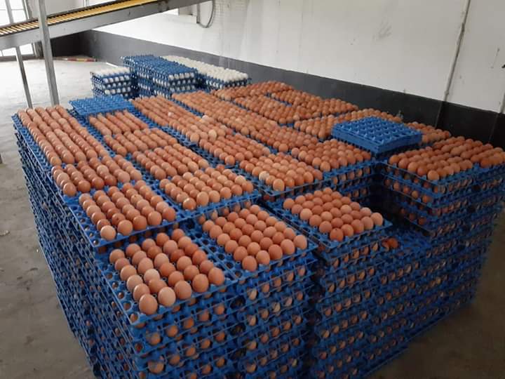 বল এগ উতপাদনকারী কোম্পানী