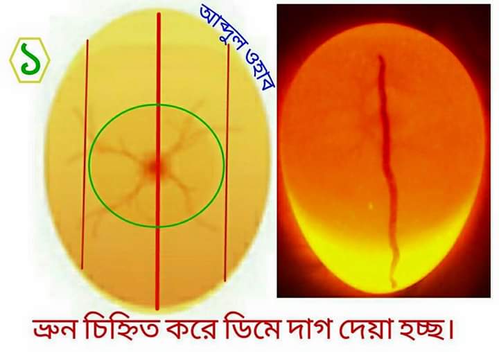 ডিম পরীক্ষা