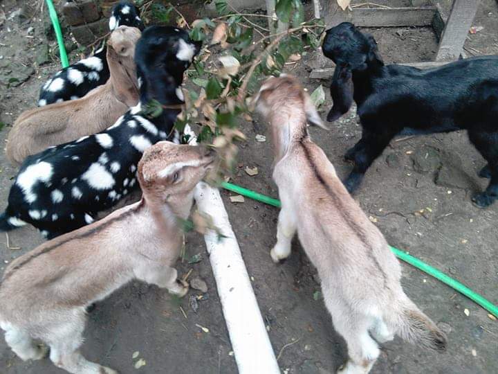 ছাগল পালনের A টু Z গাইড