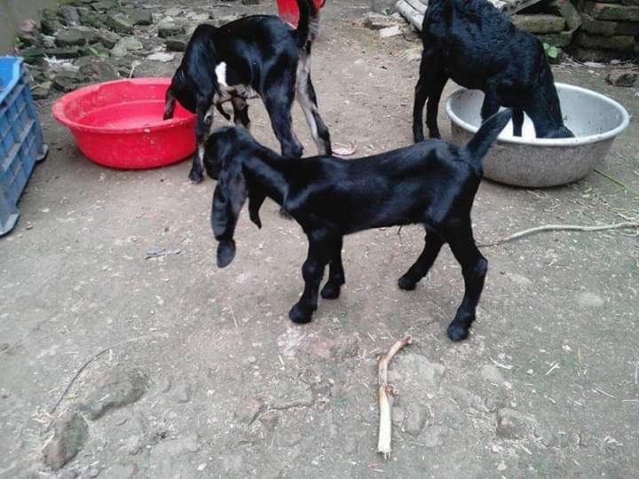 বাণিজ্যিক ছাগল পালন