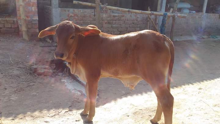 গরুর ফার্মের ব্যবস্থপনা