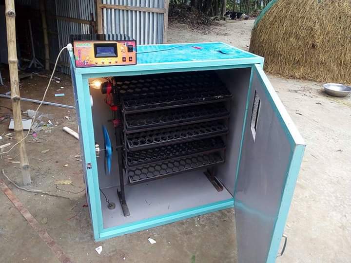 ইনকিউবেটরে ডিম ঘুরানো