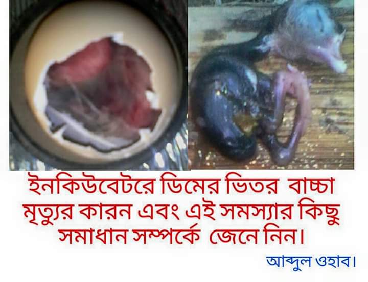 ইনকিউবেটরে বাচ্চা মৃত্যুর কারণ