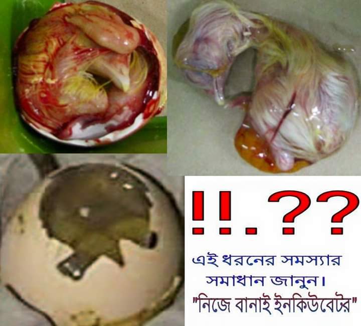 ডিম ফোটার আগে বাচ্চার মৃত্যুর