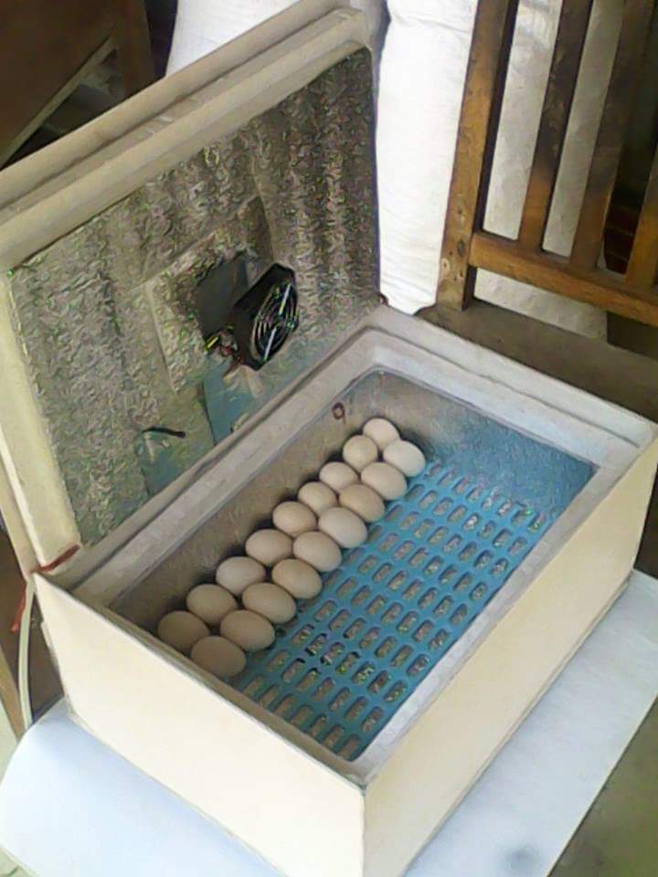 কর্ক শিট বিয়ে ইনকিবেটর বানানো