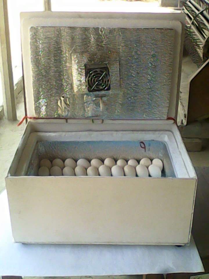 বিভিন্ন সিজনে বিভিন্ন হ্যাচিং রেট আসার কারণ