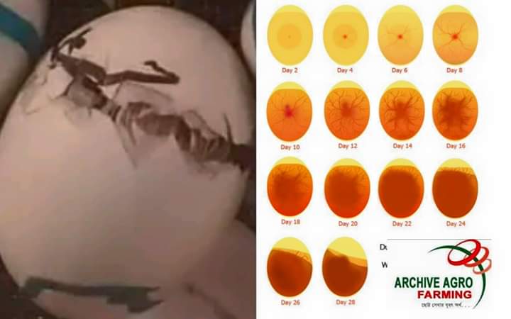 জীবিত বাচ্চা বের করার উপায়