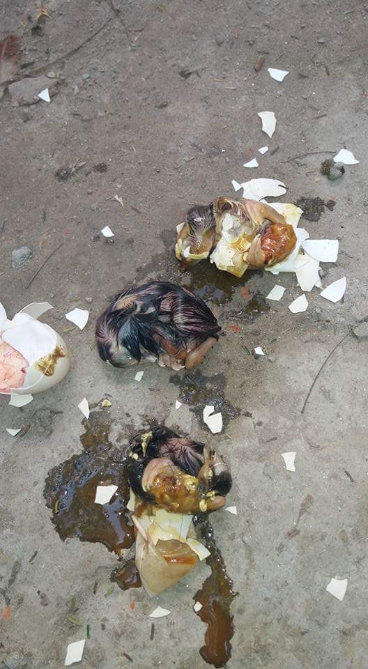 ইনকিউবেটরের বাচ্চা মৃত্যুর কারণ