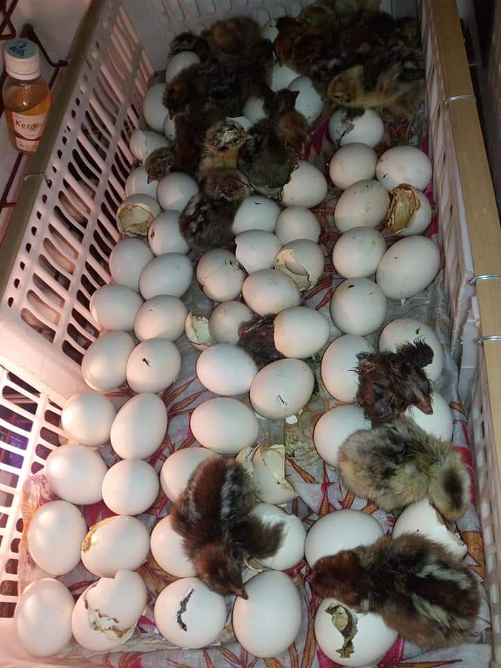 কেন ডিম থেকে বাচ্চা ফোটে