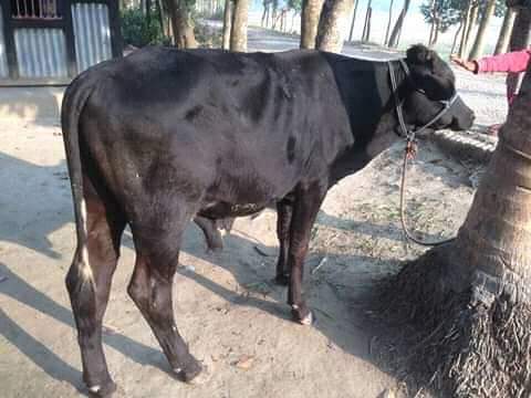 মাংস ও দুধ উৎপাদনকারী গরু