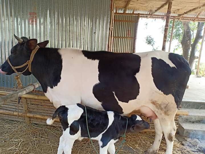 গবাদী প্রাণীর রোগ ও স্বাস্থ্যবিধি