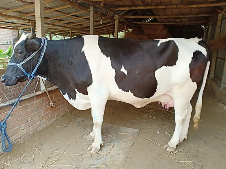 হিটে আসার লক্ষণ