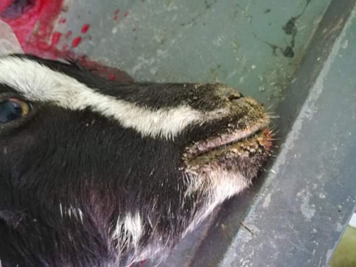 ছাগলের পি পি আর