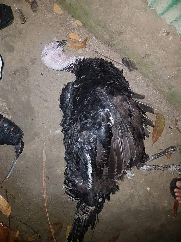 টার্কির রাইনোট্রাকিয়াইটিস