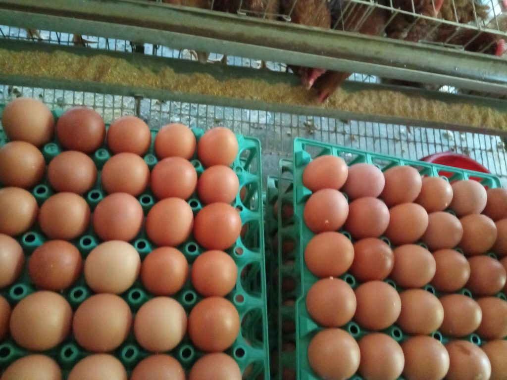 মাস ও বছর অনুযায়ী ডিমের রেট