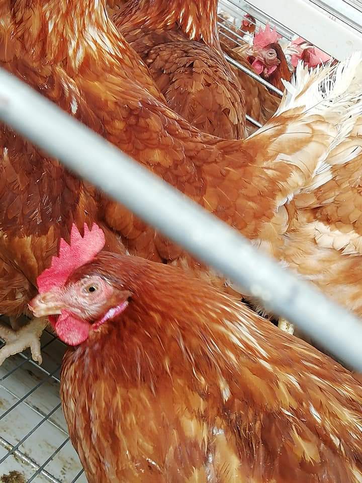 ক্রনিক রেস্পিরেটরী ডিজিজ