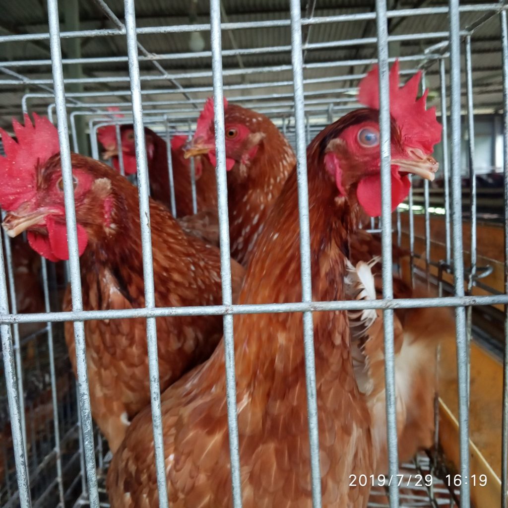 পয়েন্ট ফর প্রেসক্রিপশন