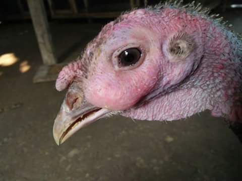 টার্কির করাইজা