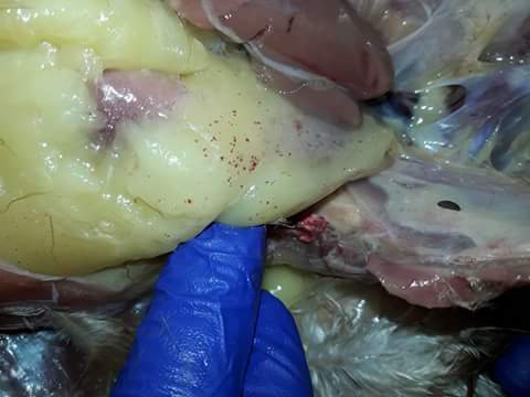 টার্কির কলেরা