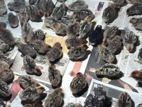 ব্রুডিং এ টার্কি বাচ্চার যত্ন