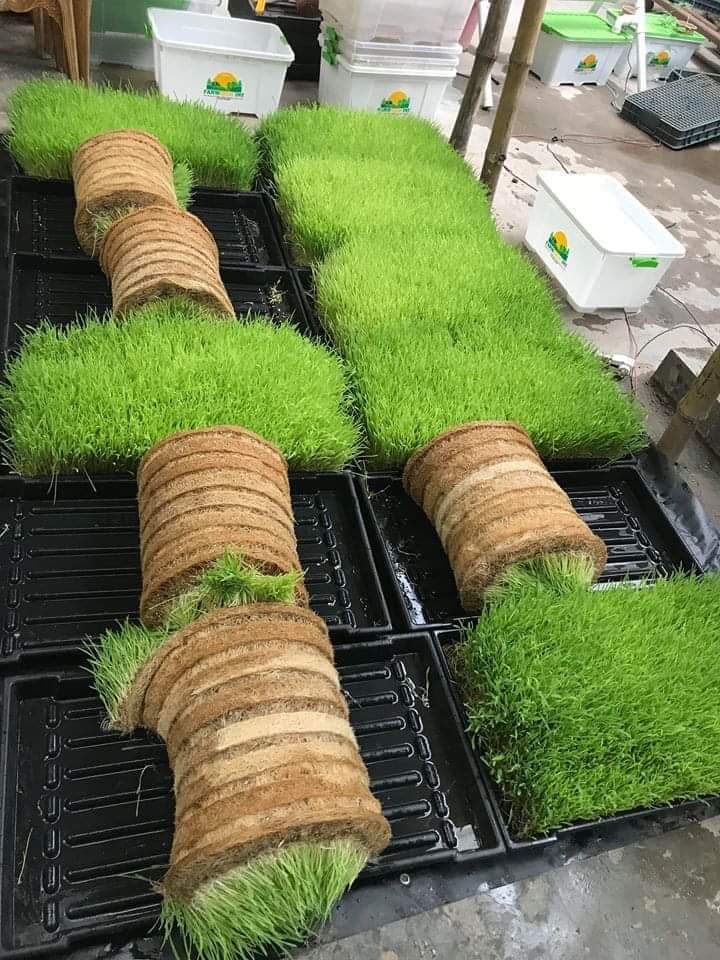 গাভীর খাদ্য