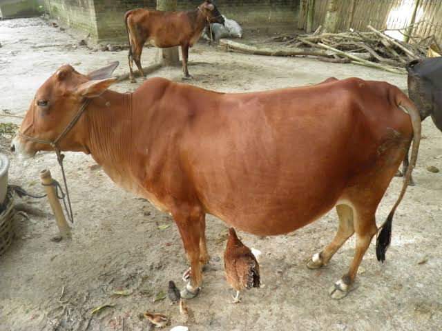 গর্ভবতী গাভীর পরিচর্যা