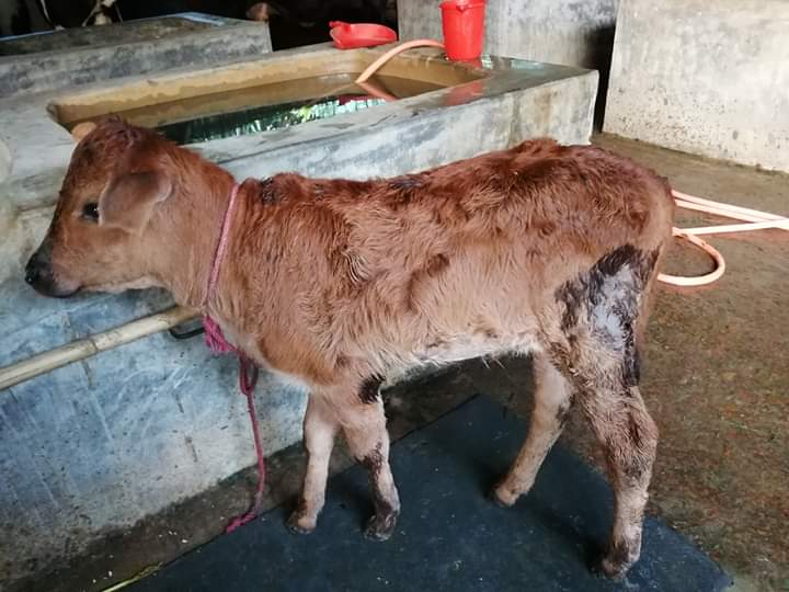 বাছুরের যত্ন্র ও খাদ্য