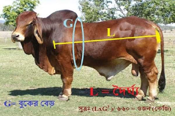 গরু মোটাতাজাকরণের প্রজেক্ট