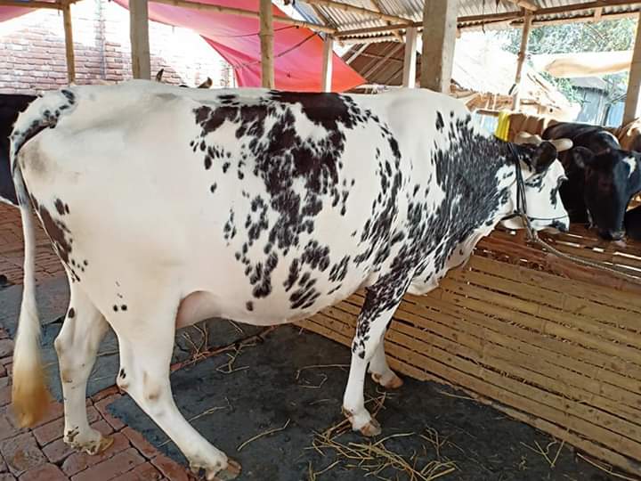 হোলস্টিয়ান ফিজিয়ান