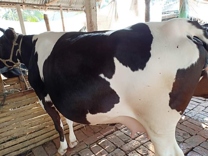 ডেইরী প্রজেক্ট প্রোফাইল ২