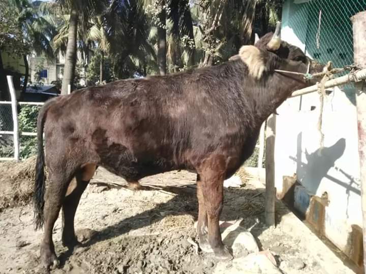 ব্রিডিং বুল