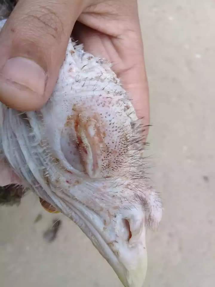 টার্কির মাইকোপ্লাজমোসিস