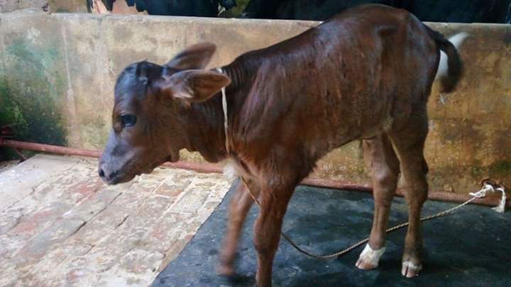 নবজাতক বাছুরের বিভিন্ন সমস্যা